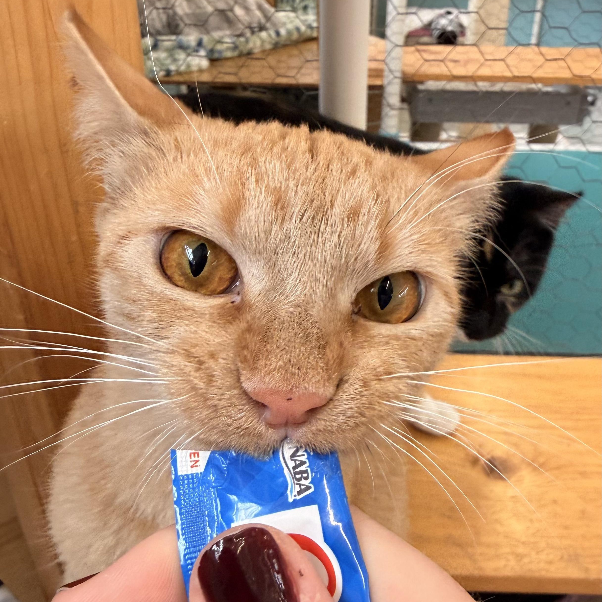 Avocado, an adoptable Domestic Short Hair in St. Louis, MO image 4/6