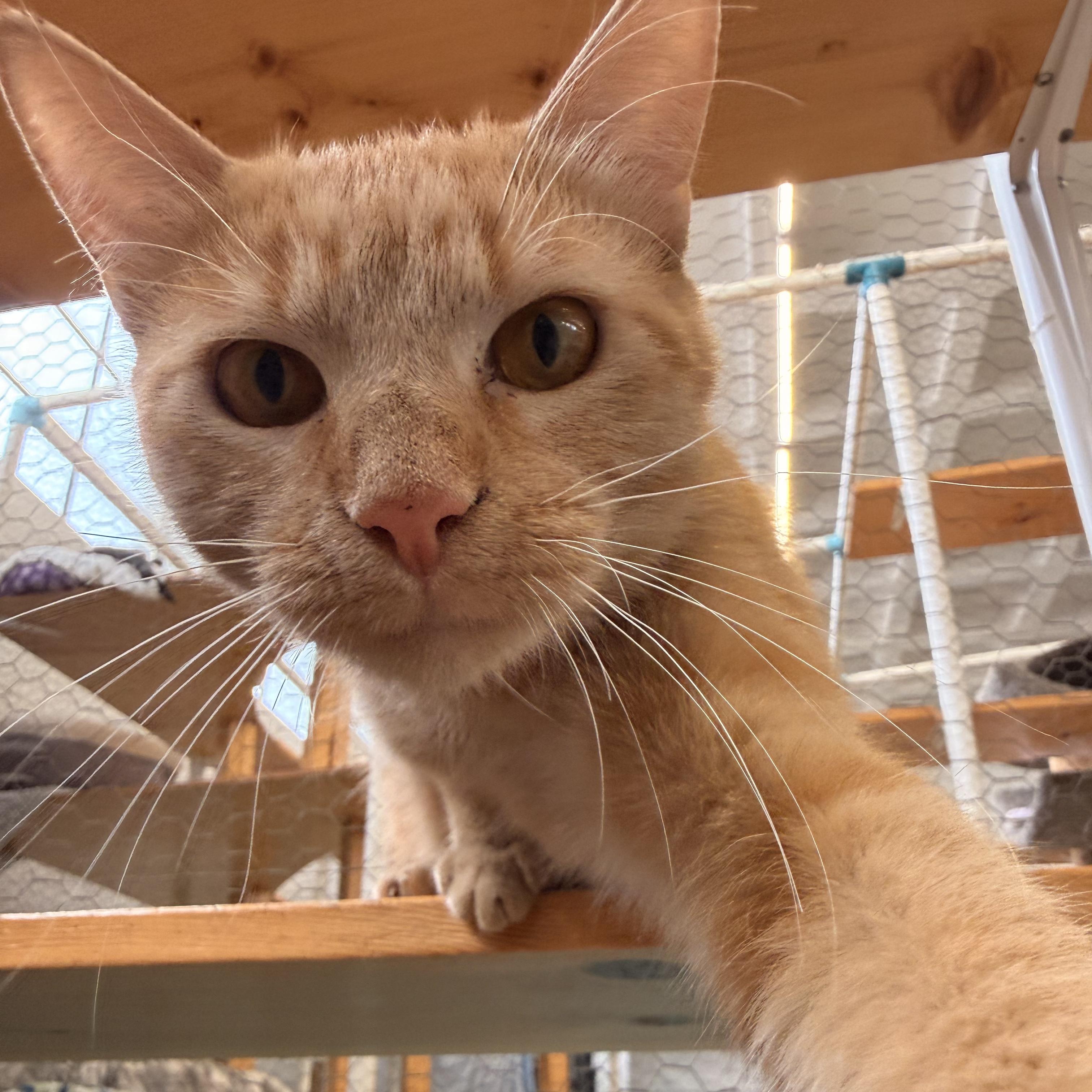 Avocado, an adoptable Domestic Short Hair in St. Louis, MO image 1/6