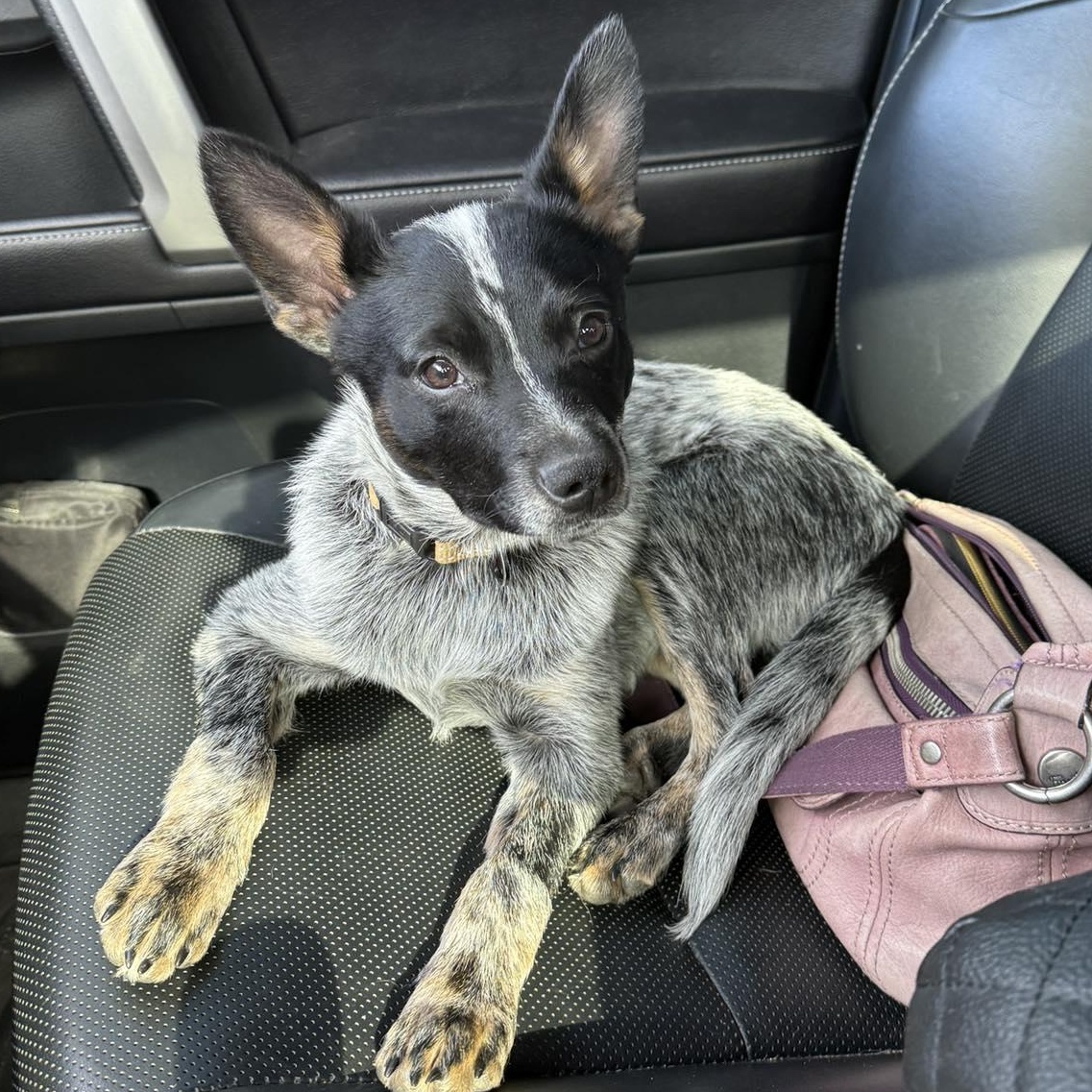 Huey, Adopted, Puppy Male Australian Cattle Dog / Blue Heeler.