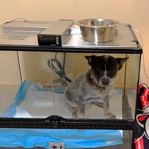 Huey, a Adopted Australian Cattle Dog / Blue Heeler in Elk, WA image 4/5