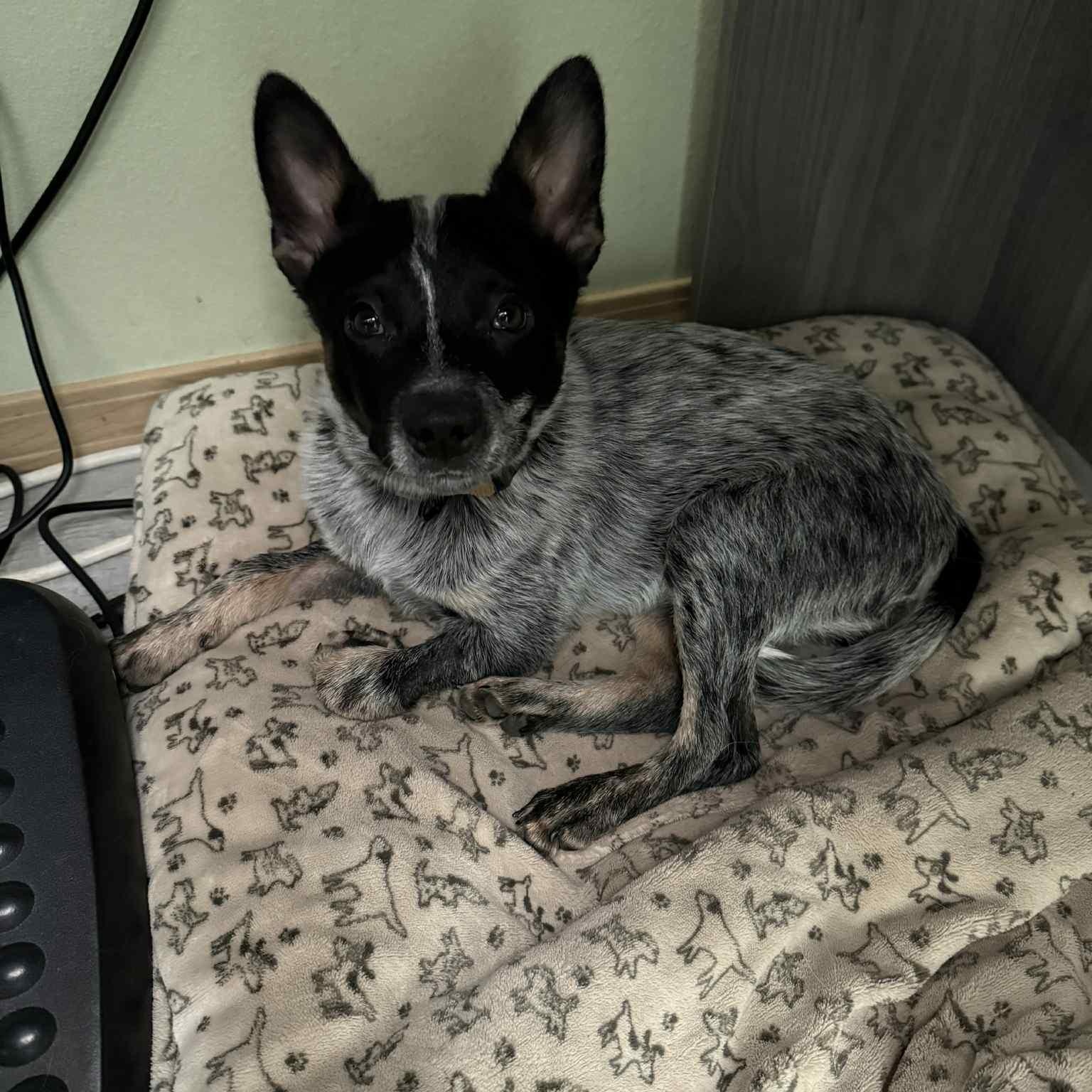 Huey, a Adopted Australian Cattle Dog / Blue Heeler in Elk, WA image 3/5