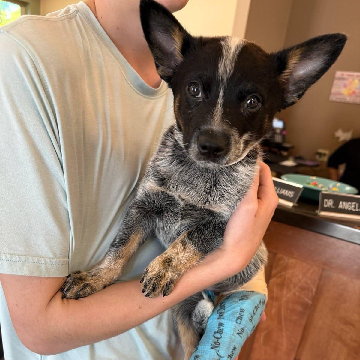 Huey, a Adopted Australian Cattle Dog / Blue Heeler in Elk, WA image 2/5