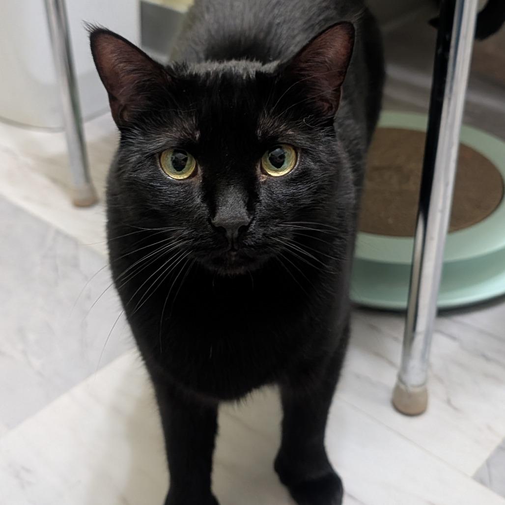 Enlarge Miracle, a Adoptable Domestic Short Hair in McKean, PA image 1/4