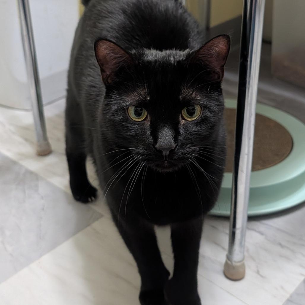 Enlarge Miracle, a Adoptable Domestic Short Hair in McKean, PA image 2/4