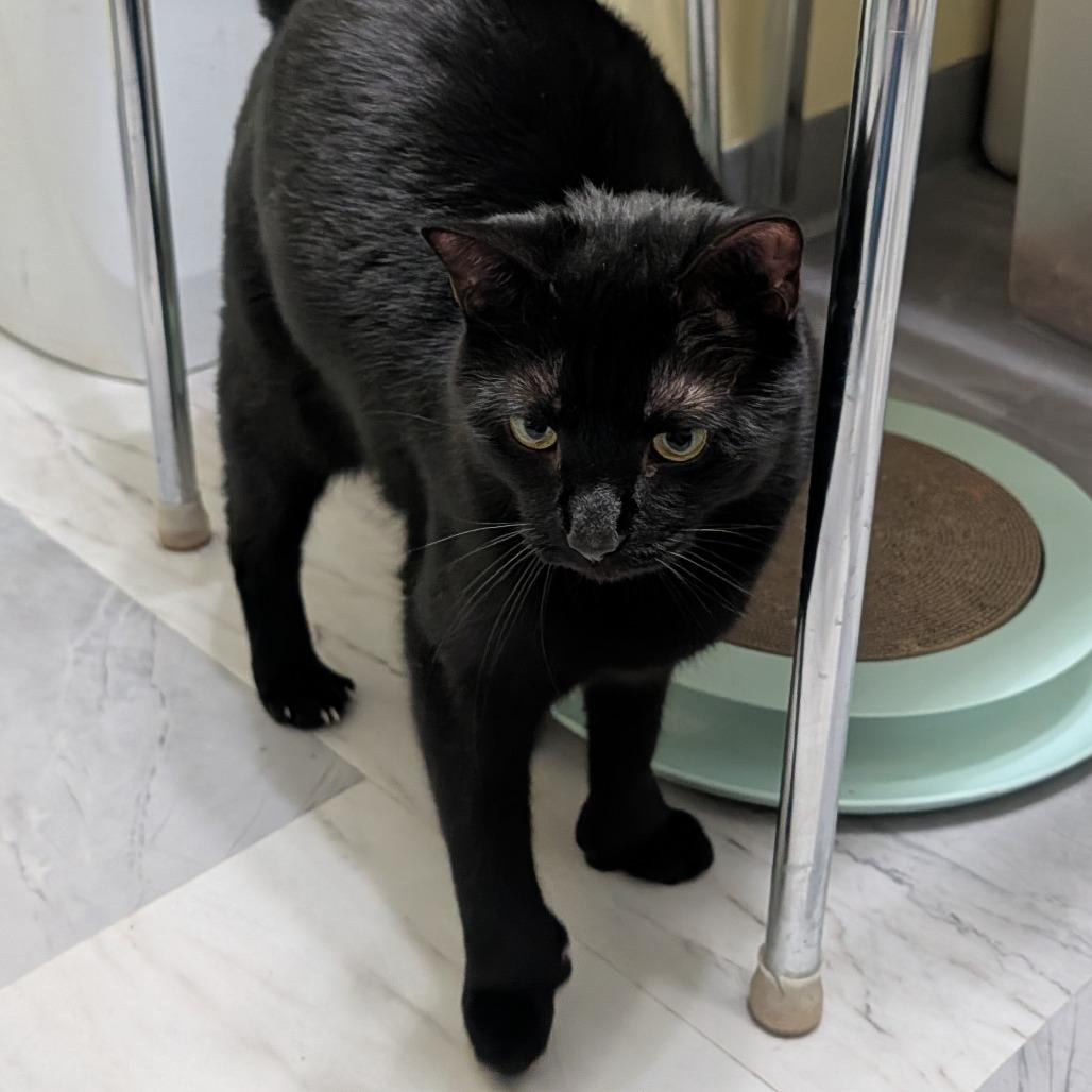 Enlarge Miracle, a Adoptable Domestic Short Hair in McKean, PA image 3/4