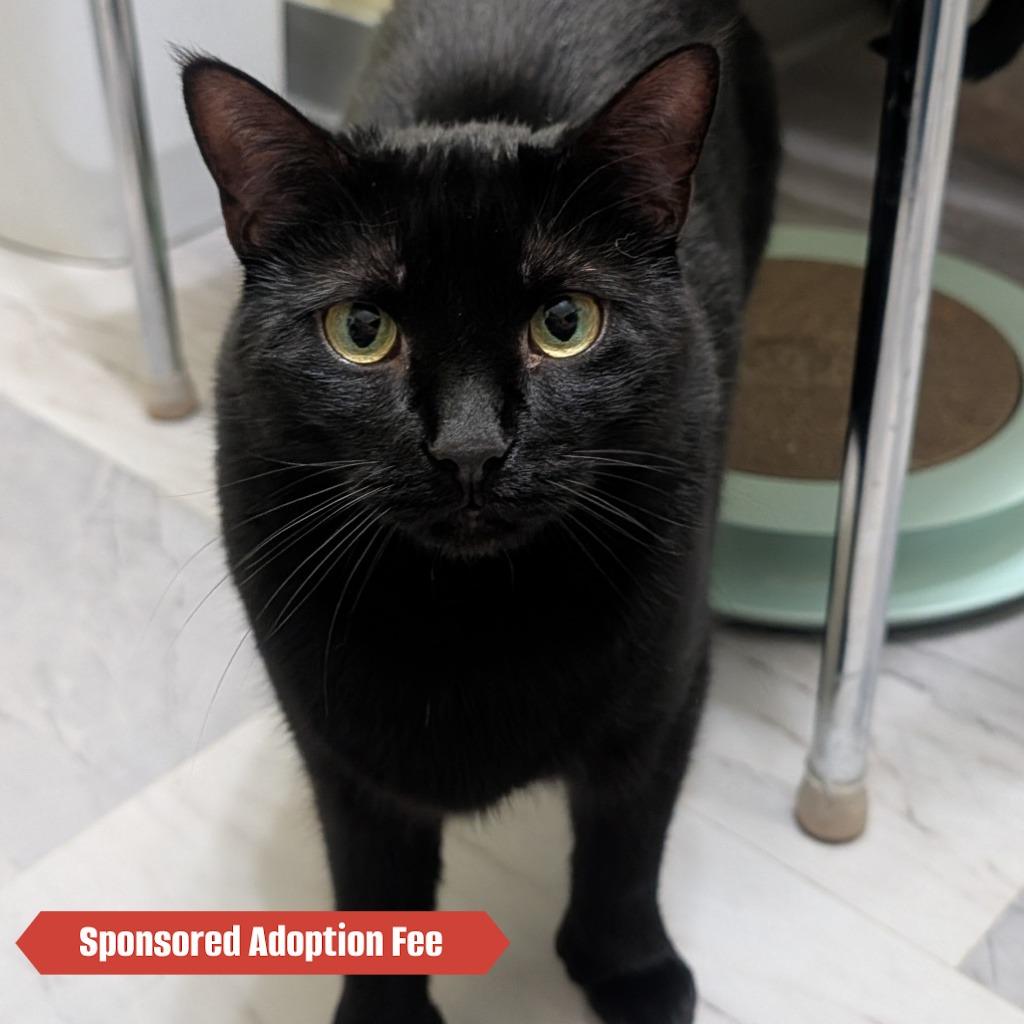 Enlarge Miracle, a Adoptable Domestic Short Hair in McKean, PA image 4/5