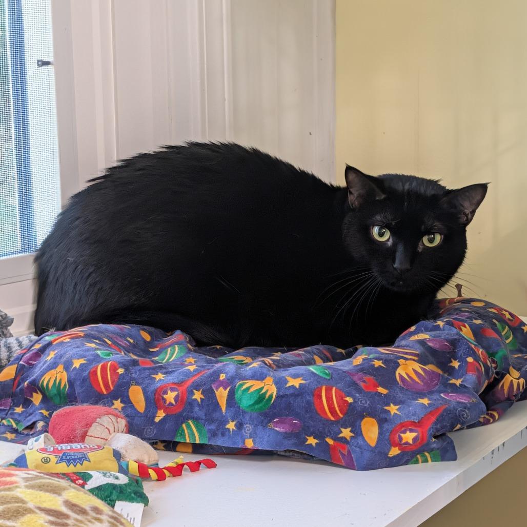 Enlarge Miracle, a Adoptable Domestic Short Hair in McKean, PA image 4/4