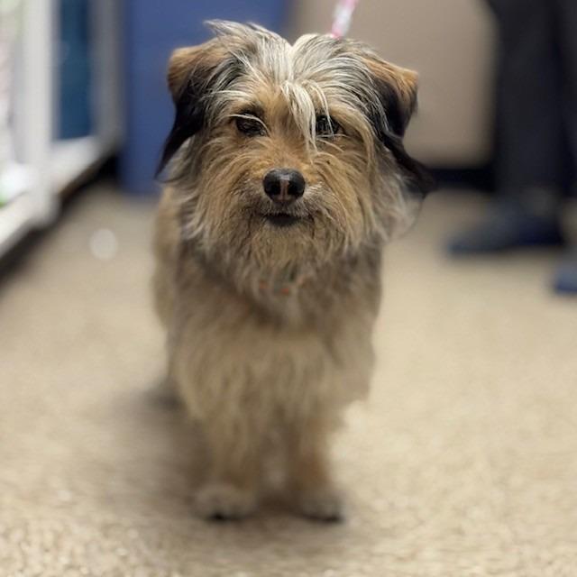 Enlarge CHUNK, a Adoptable mixed breed in Bullhead City, AZ image 1/1