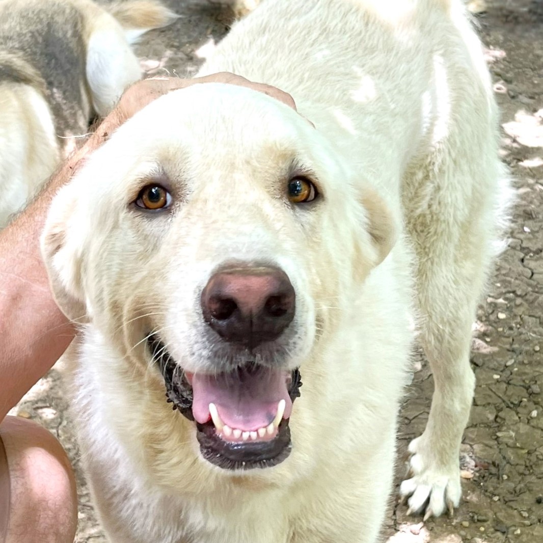 Zorro, a Adoptable mixed breed in Godley, TX image 1/12