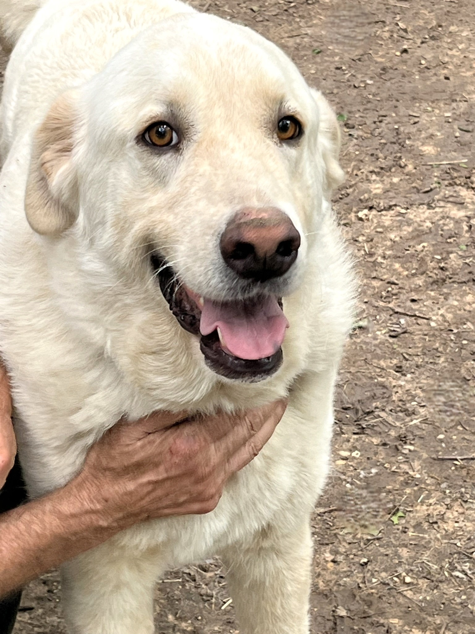 Enlarge Zorro, a Adoptable mixed breed in Godley, TX image 10/12