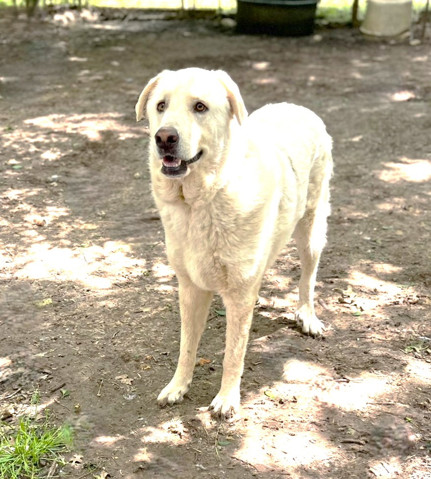 Enlarge Zorro, a Adoptable mixed breed in Godley, TX image 11/12
