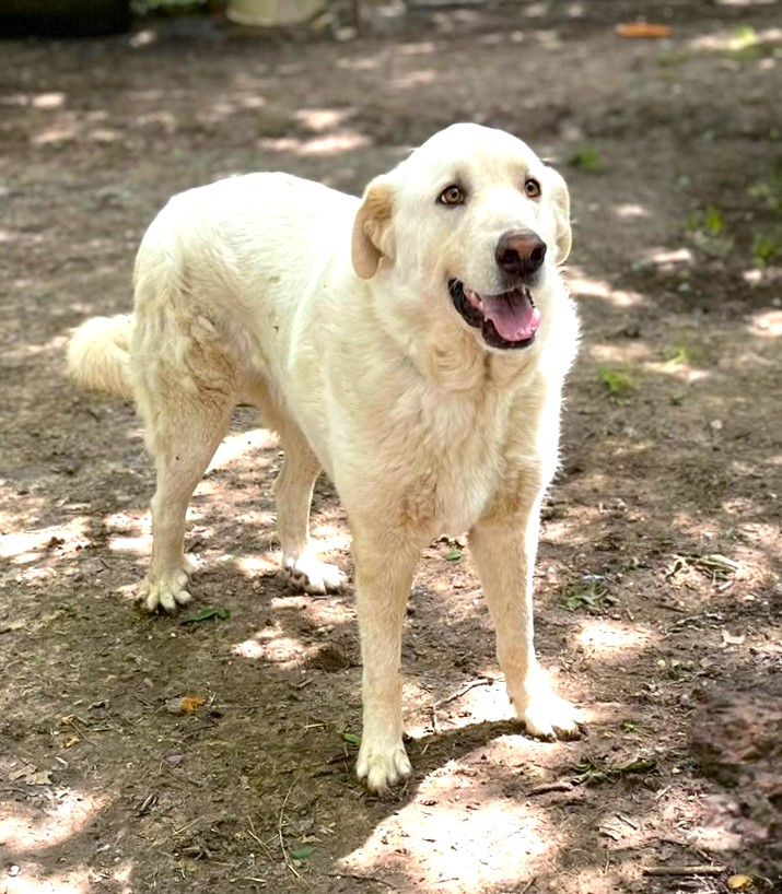 Enlarge Zorro, a Adoptable mixed breed in Godley, TX image 8/12