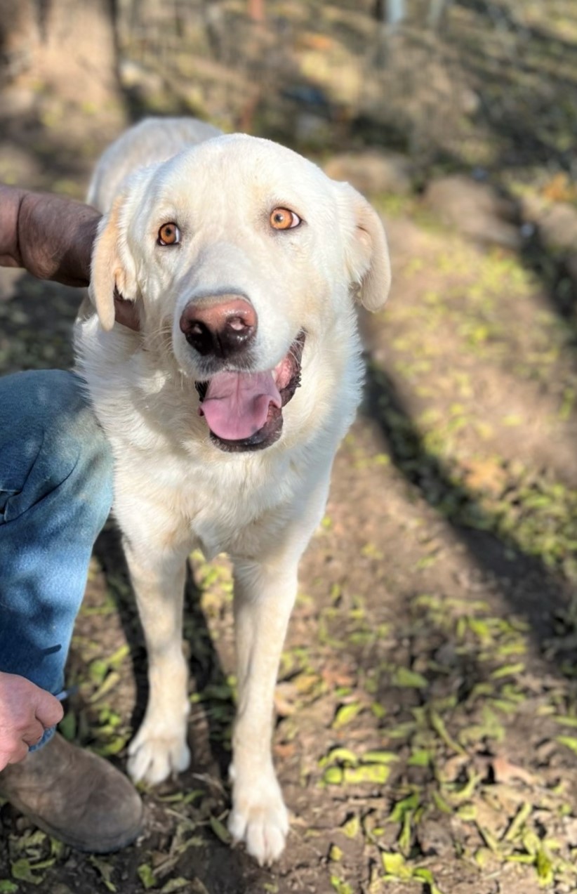 Enlarge Zorro, a Adoptable mixed breed in Godley, TX image 9/12