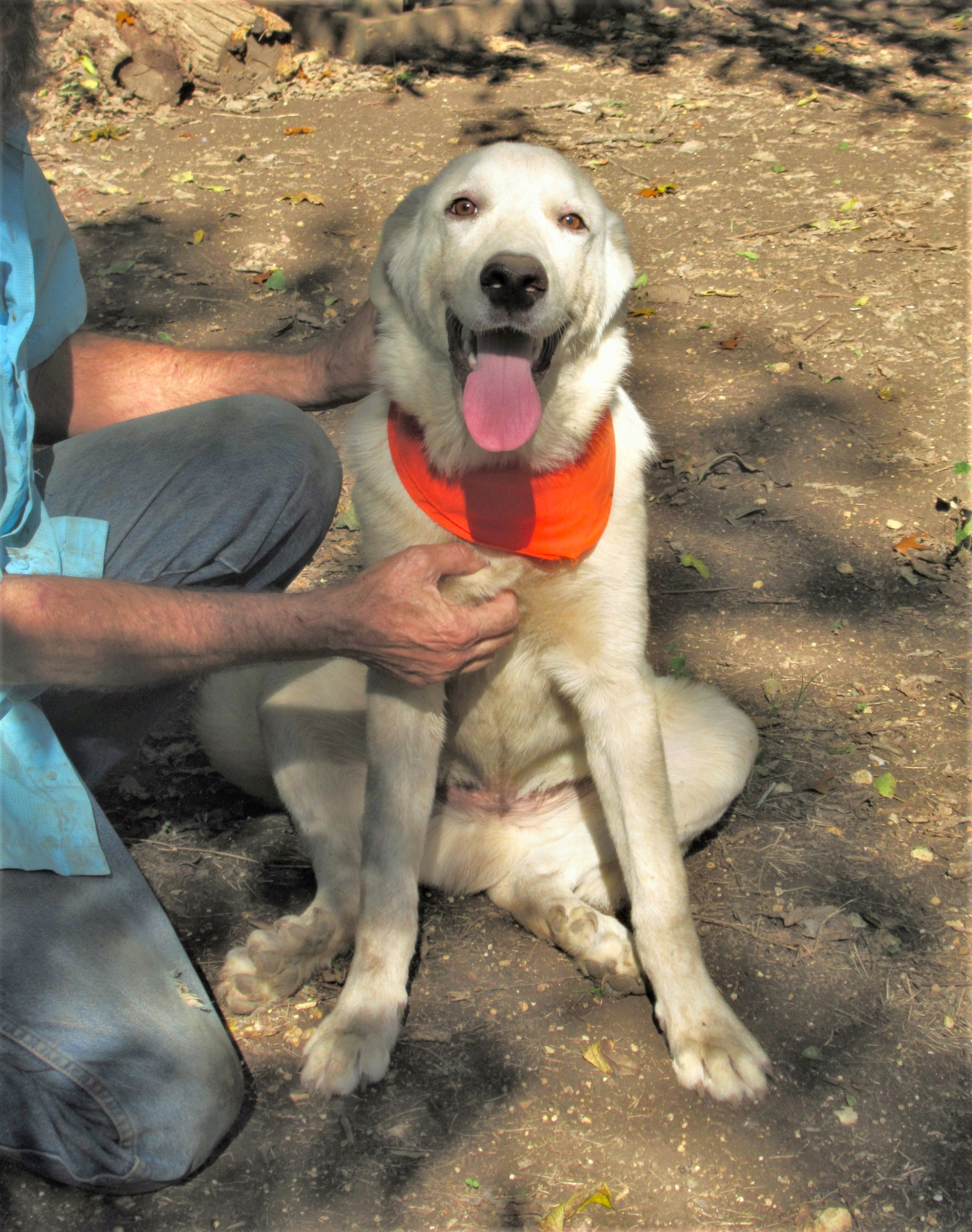 Enlarge Zorro, a Adoptable mixed breed in Godley, TX image 12/12