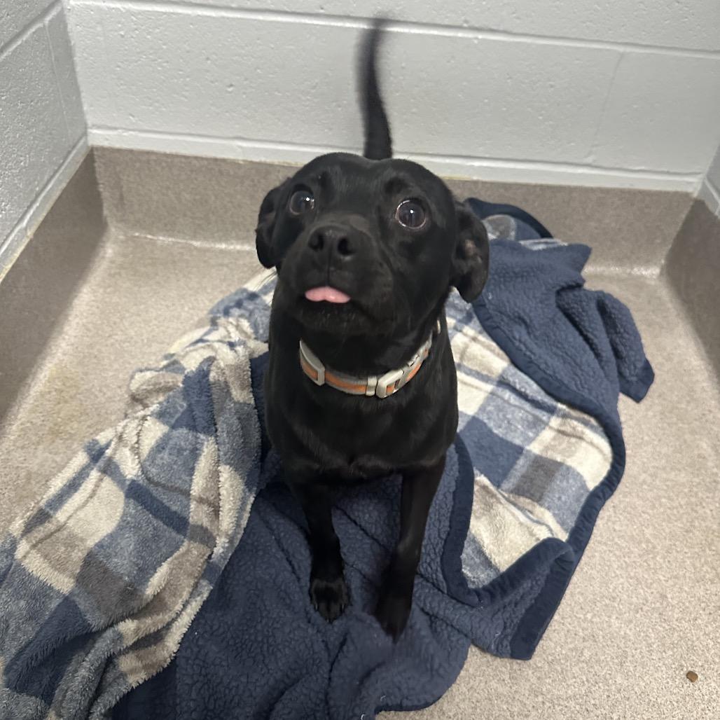 Rifle, ADOPTABLE, Adult Male Terrier.