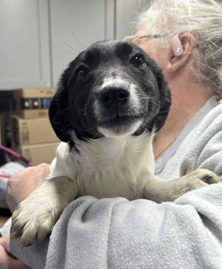 Enlarge Gamma, a Adoptable mixed breed in Waverly, OH image 1/1