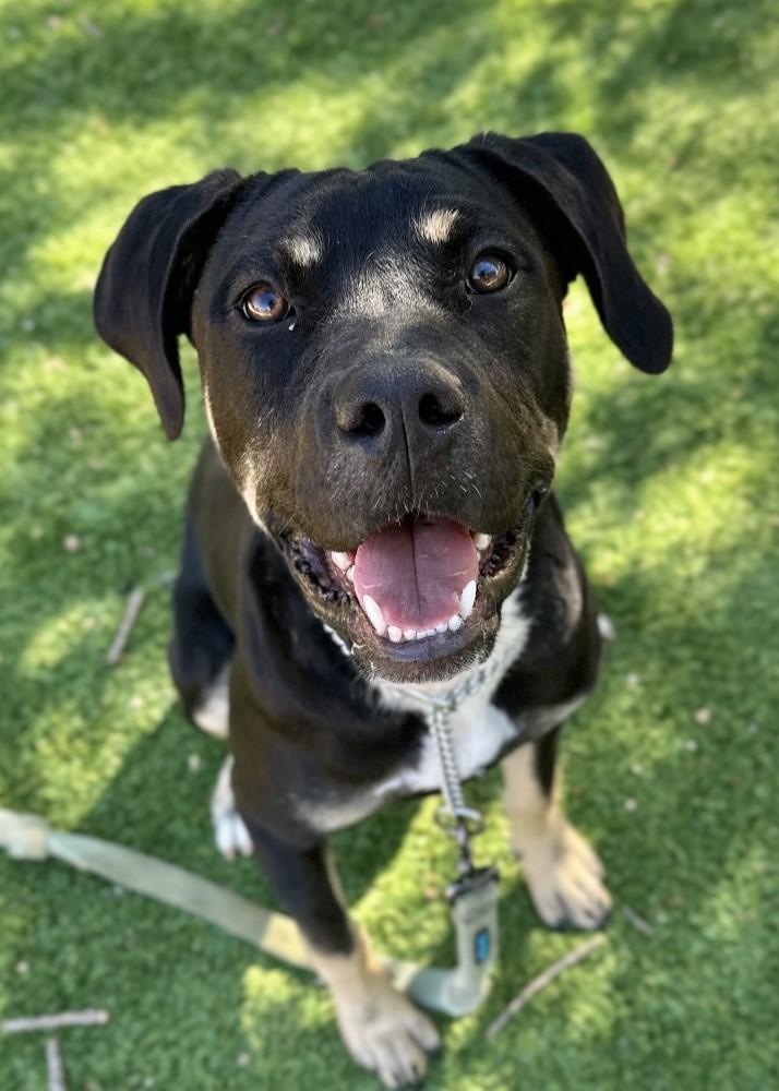 Enlarge Marvelle, a Adopted Rottweiler in Dublin, CA image 1/5
