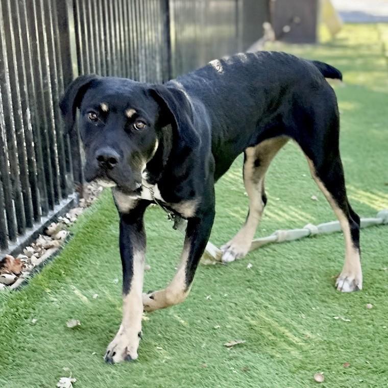 Enlarge Marvelle, a Adopted Rottweiler in Dublin, CA image 5/5