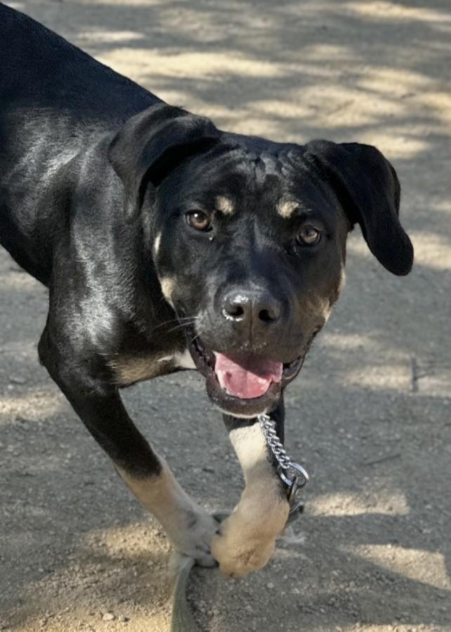 Enlarge Marvelle, a Adopted Rottweiler in Dublin, CA image 4/5