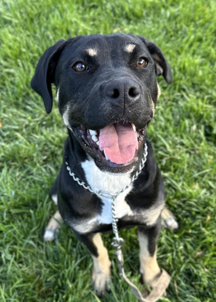 Enlarge Marvelle, a Adopted Rottweiler in Dublin, CA image 3/5
