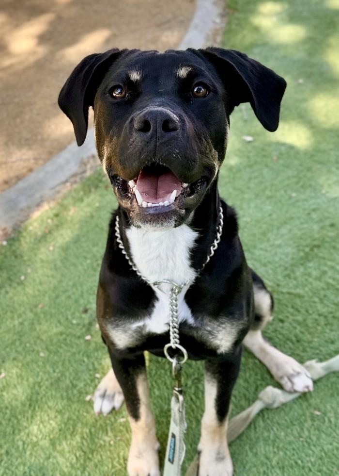 Enlarge Marvelle, a Adopted Rottweiler in Dublin, CA image 2/5