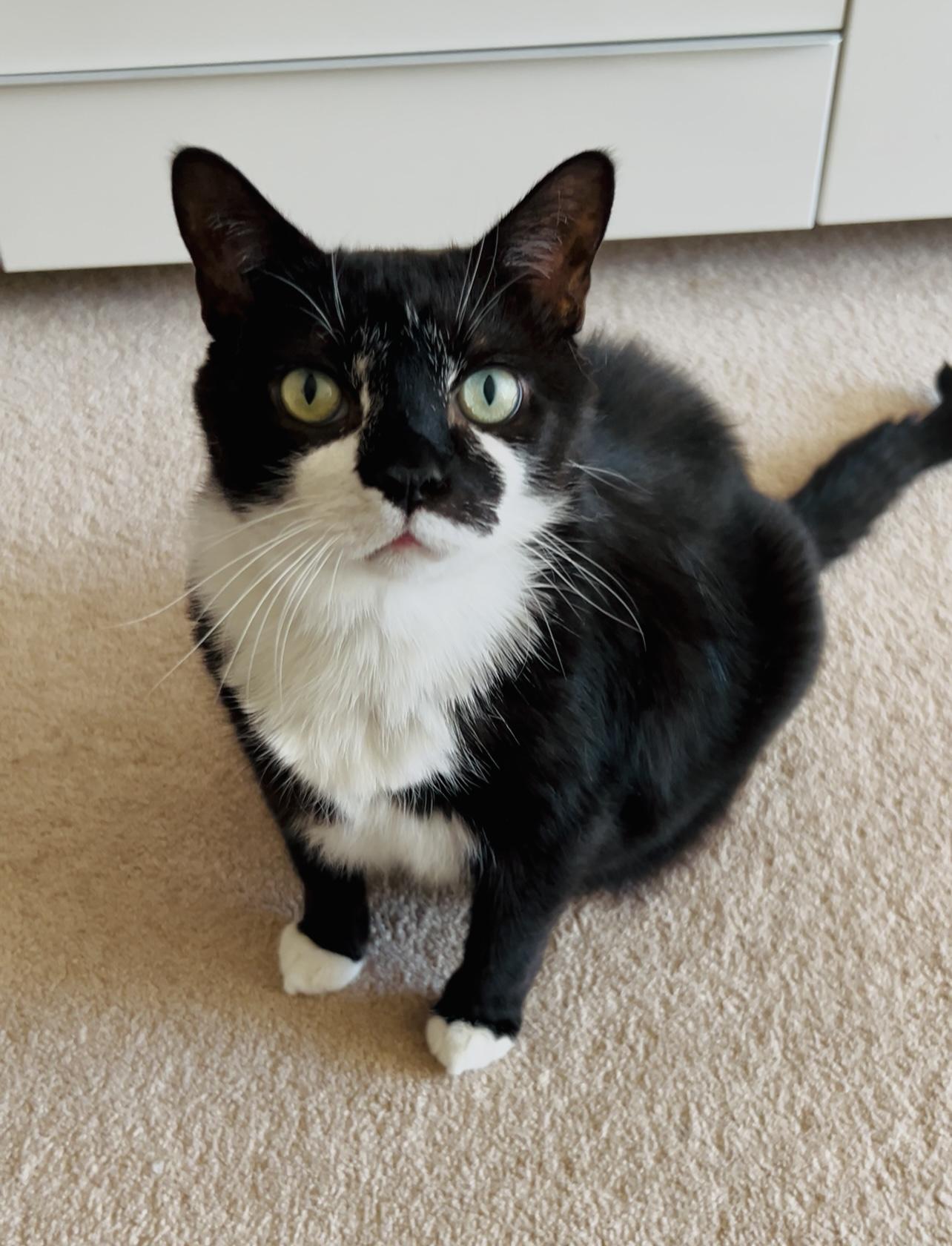 Dexter, Senior Male unknown