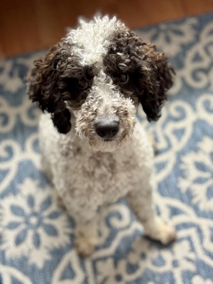 Enlarge Rome, a Adoptable Poodle in Malvern, PA image 1/3