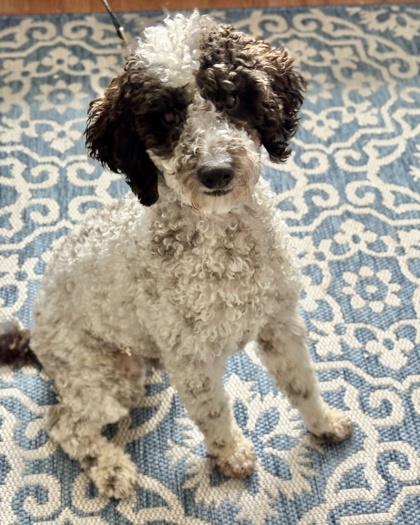 Enlarge Rome, a Adoptable Poodle in Malvern, PA image 2/3