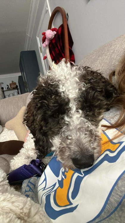 Enlarge Rome, a Adoptable Poodle in Malvern, PA image 3/3