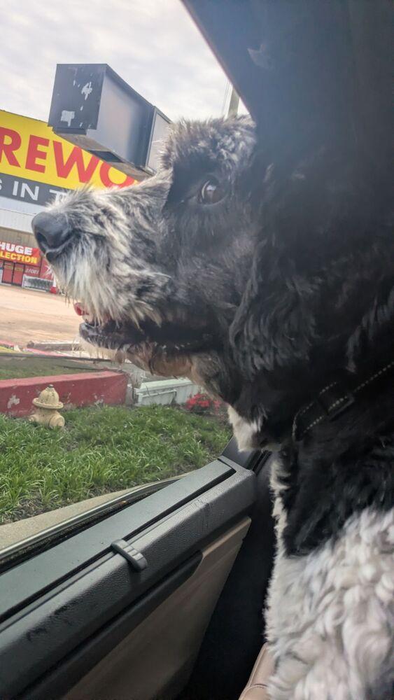 Rascal, Adoptable, Adult Male Newfoundland Dog & Poodle.
