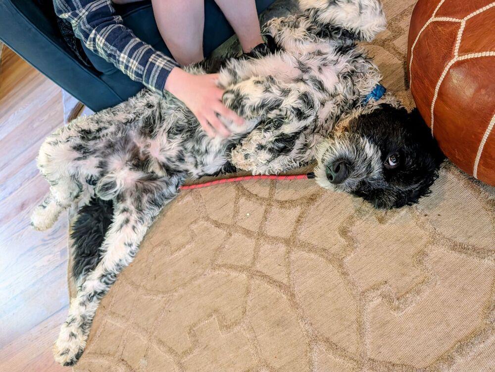 Rascal, a Adoptable mixed breed in Gales Ferry, CT image 6/6
