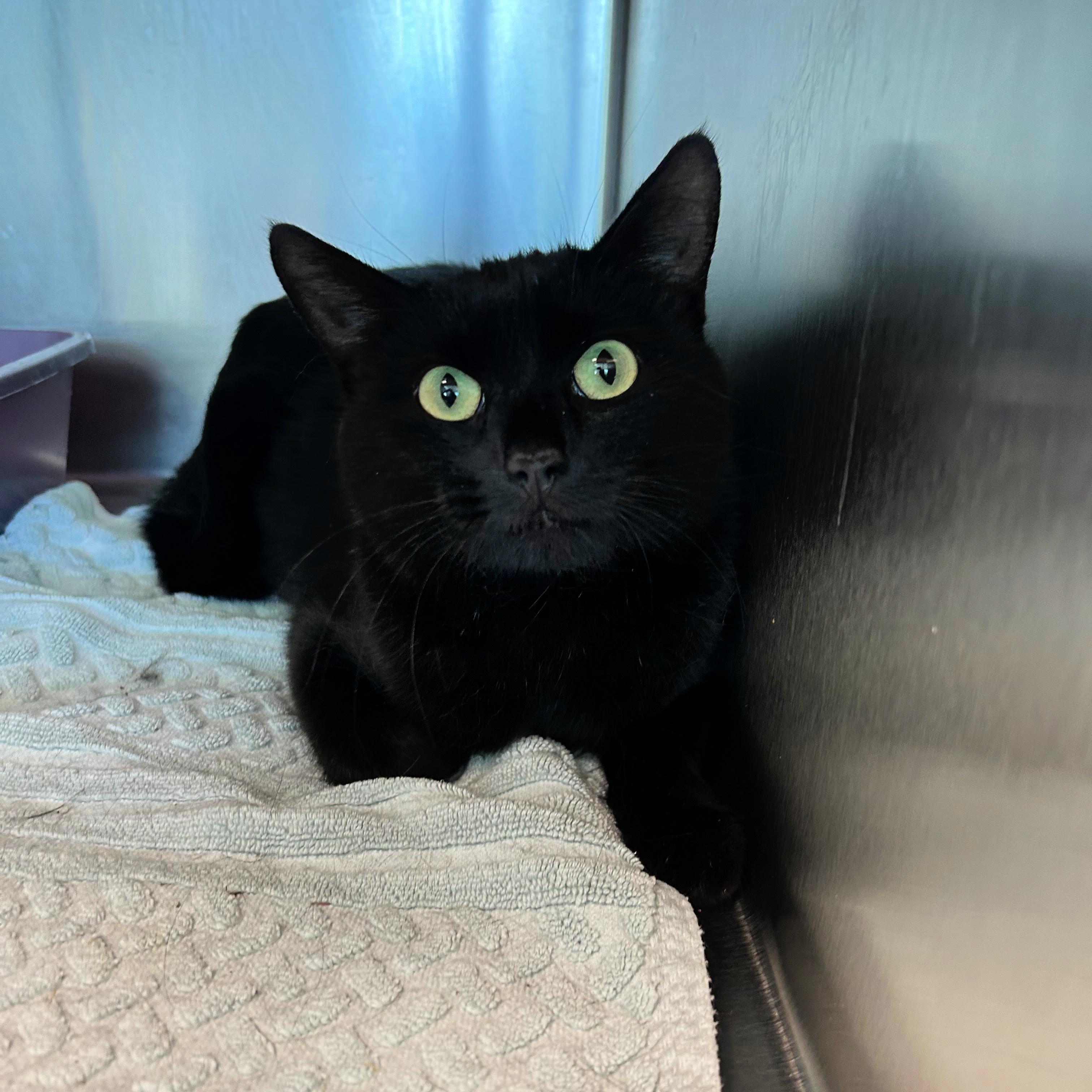 Enlarge Comet, a Adoptable mixed breed in Lindon, UT image 1/1