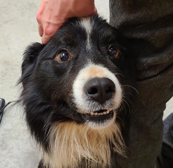 Enlarge Theodore, a Adoptable mixed breed in Spokane Valley, WA image 1/1