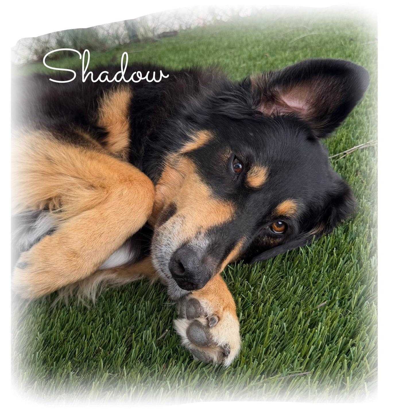 Enlarge Shadow, a ADOPTABLE mixed breed in Tulsa, OK image 6/6