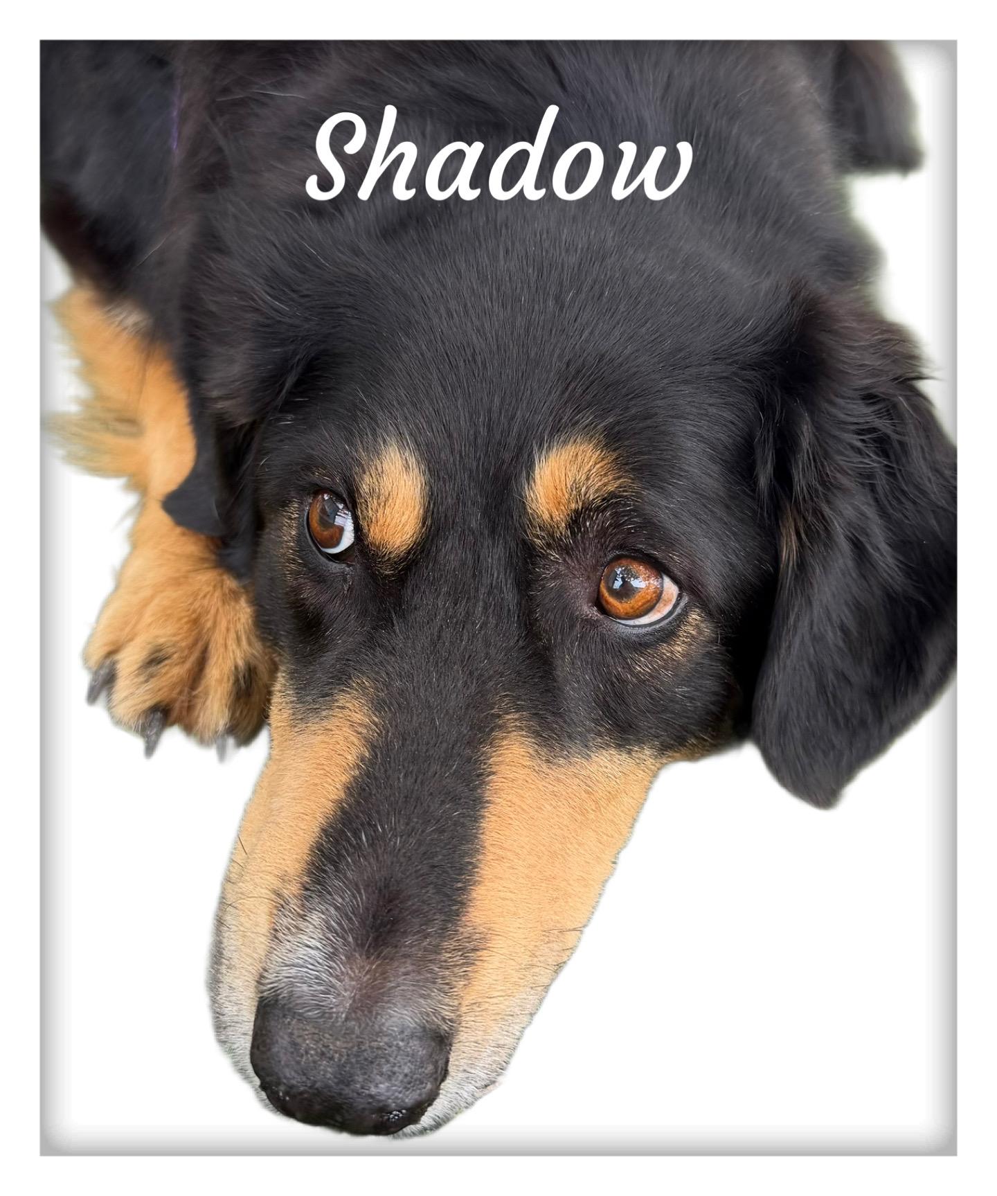 Enlarge Shadow, a ADOPTABLE mixed breed in Tulsa, OK image 5/6
