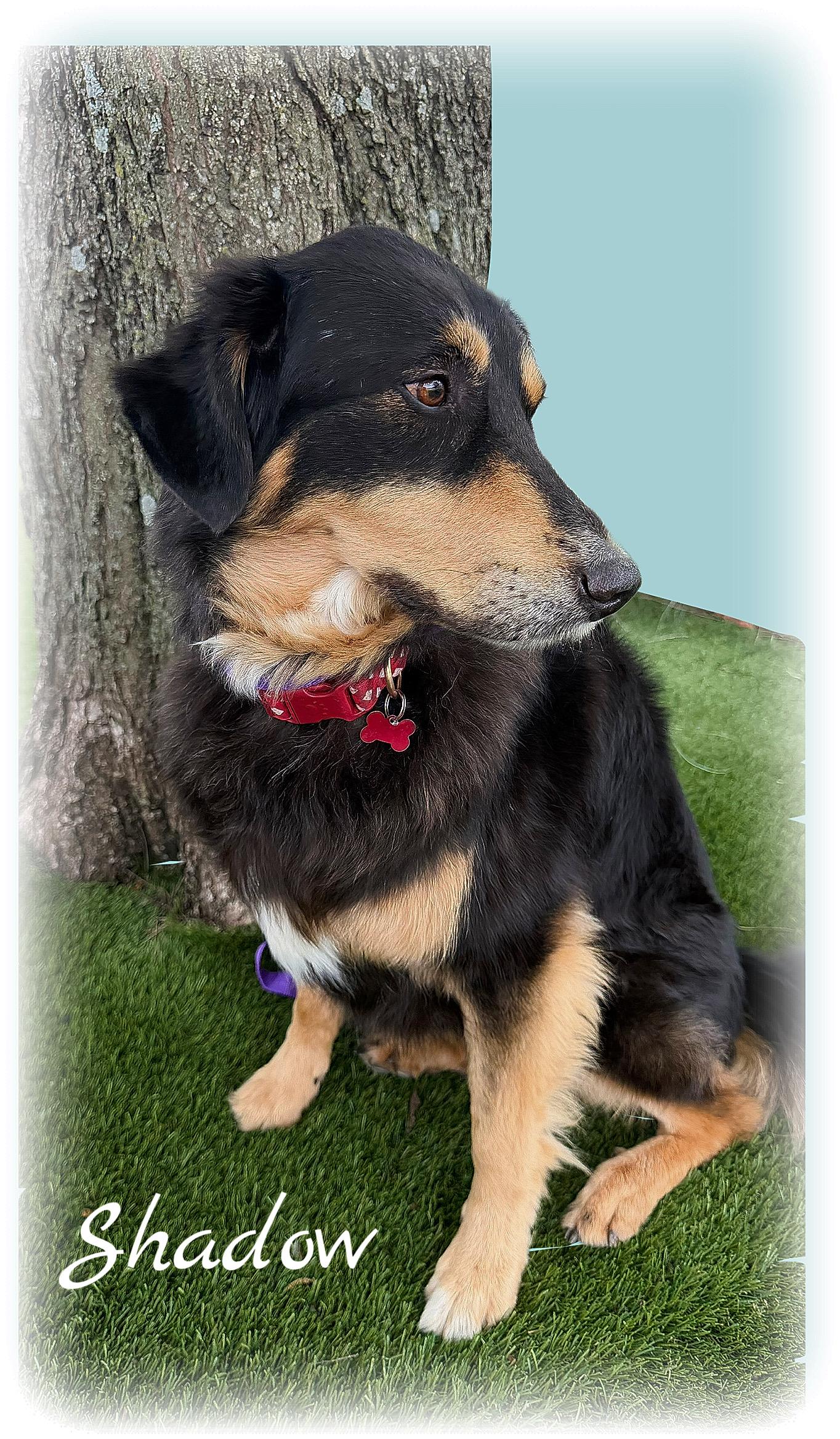 Enlarge Shadow, a ADOPTABLE mixed breed in Tulsa, OK image 3/6
