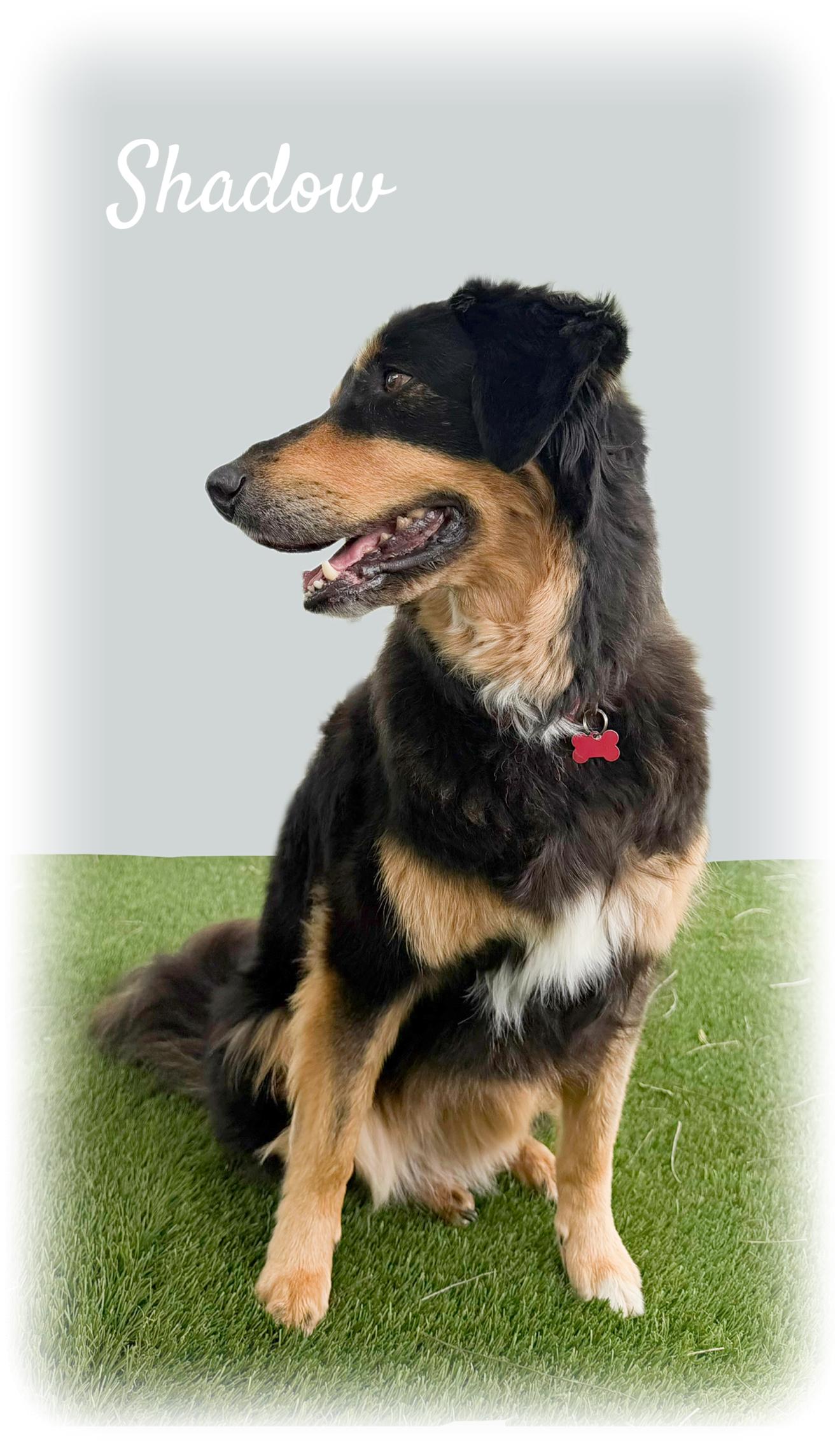 Shadow, ADOPTABLE, Senior Female Anatolian Shepherd.