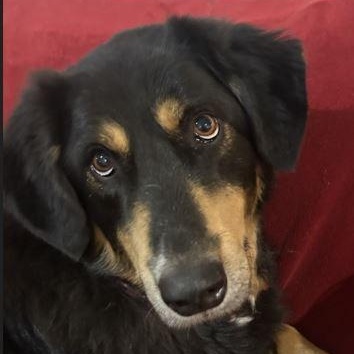 Enlarge Shadow, a ADOPTABLE mixed breed in Tulsa, OK image 2/6