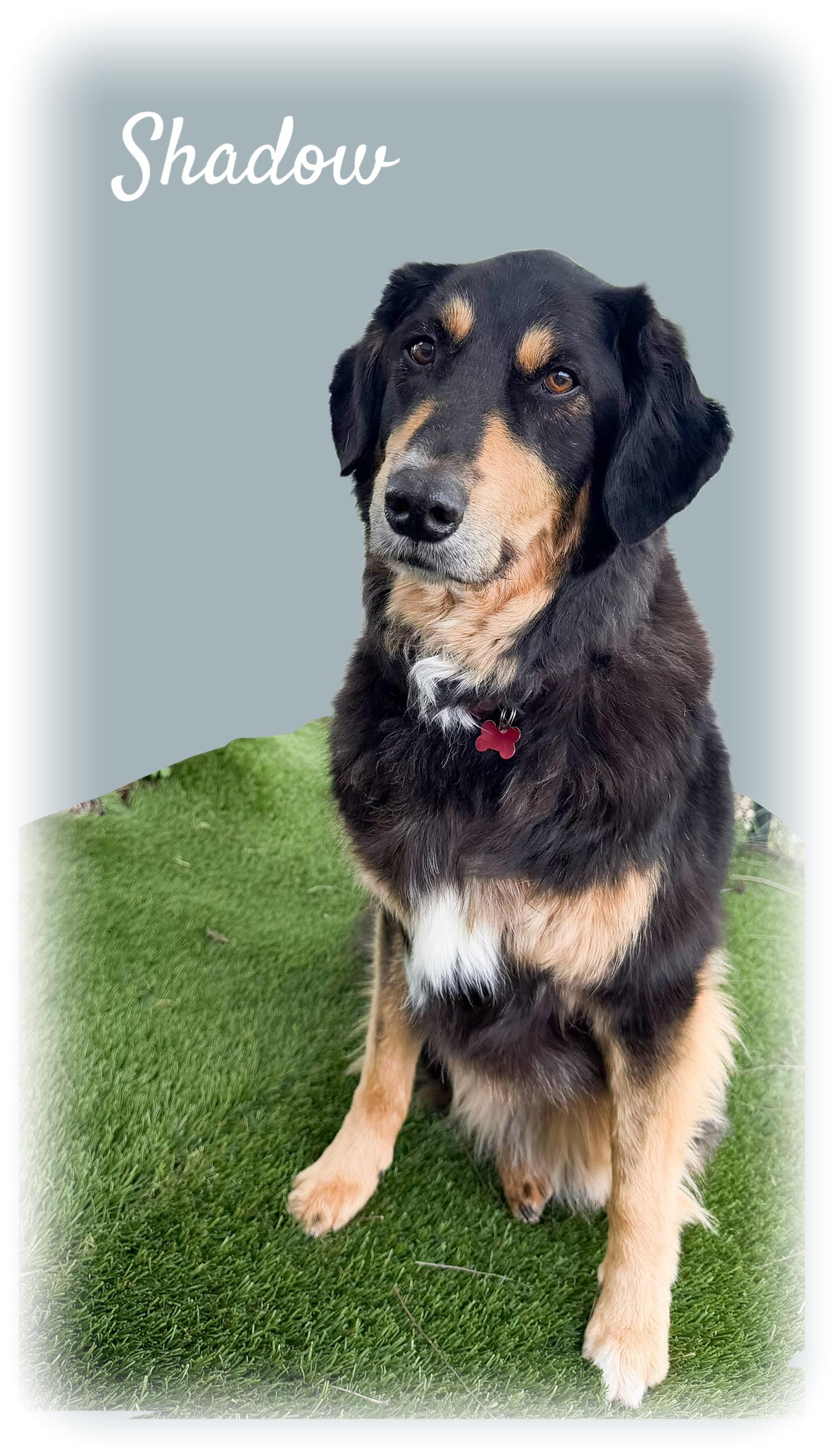 Enlarge Shadow, a ADOPTABLE mixed breed in Tulsa, OK image 4/6