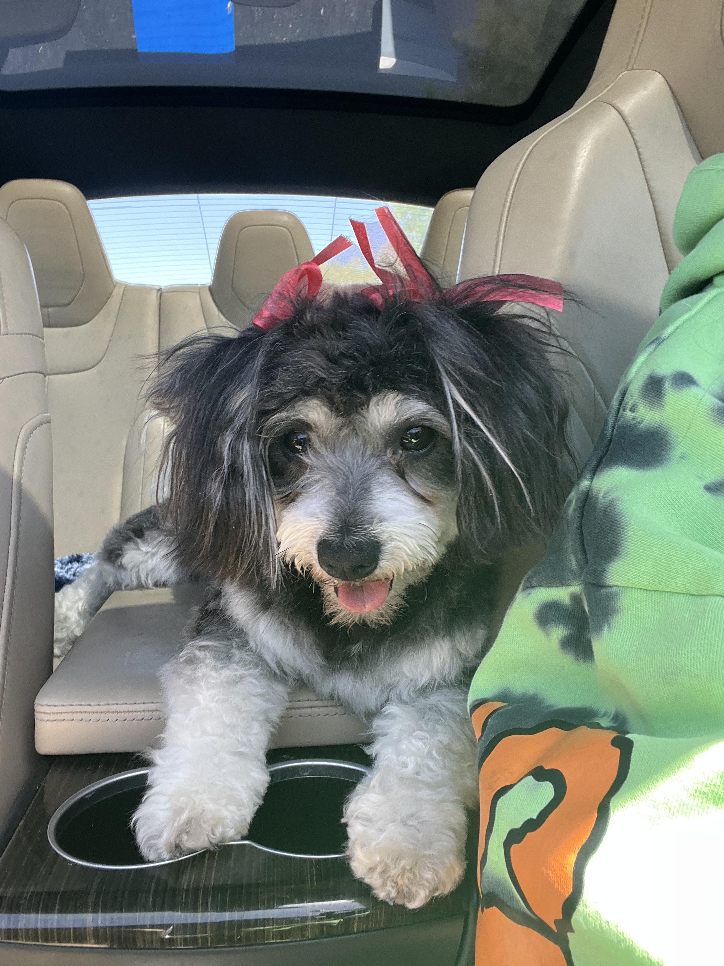 Daisy, Adopted, Adult Female Poodle.