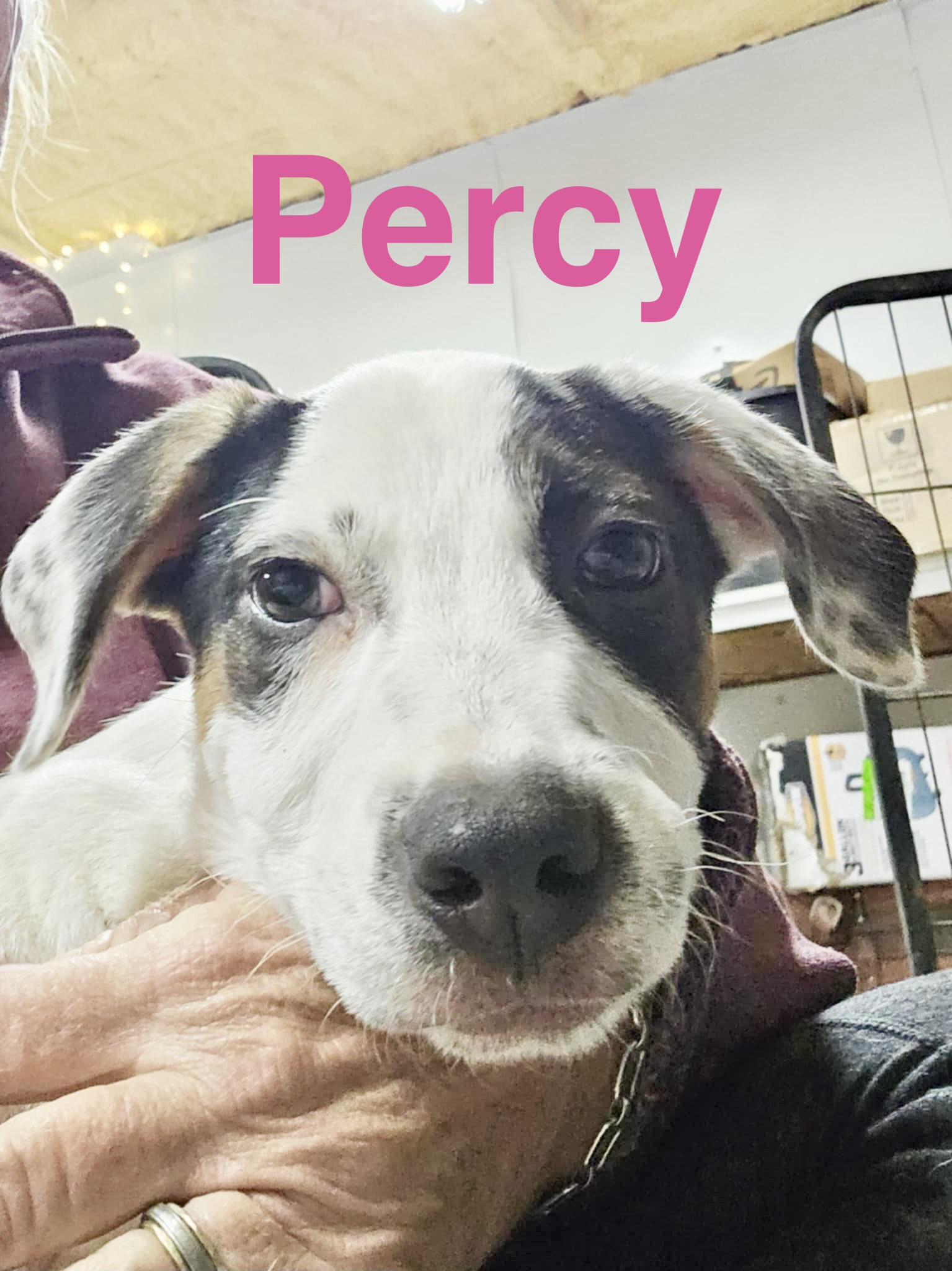 Enlarge Persy, a Adoptable mixed breed in DeWitt, NY image 2/6