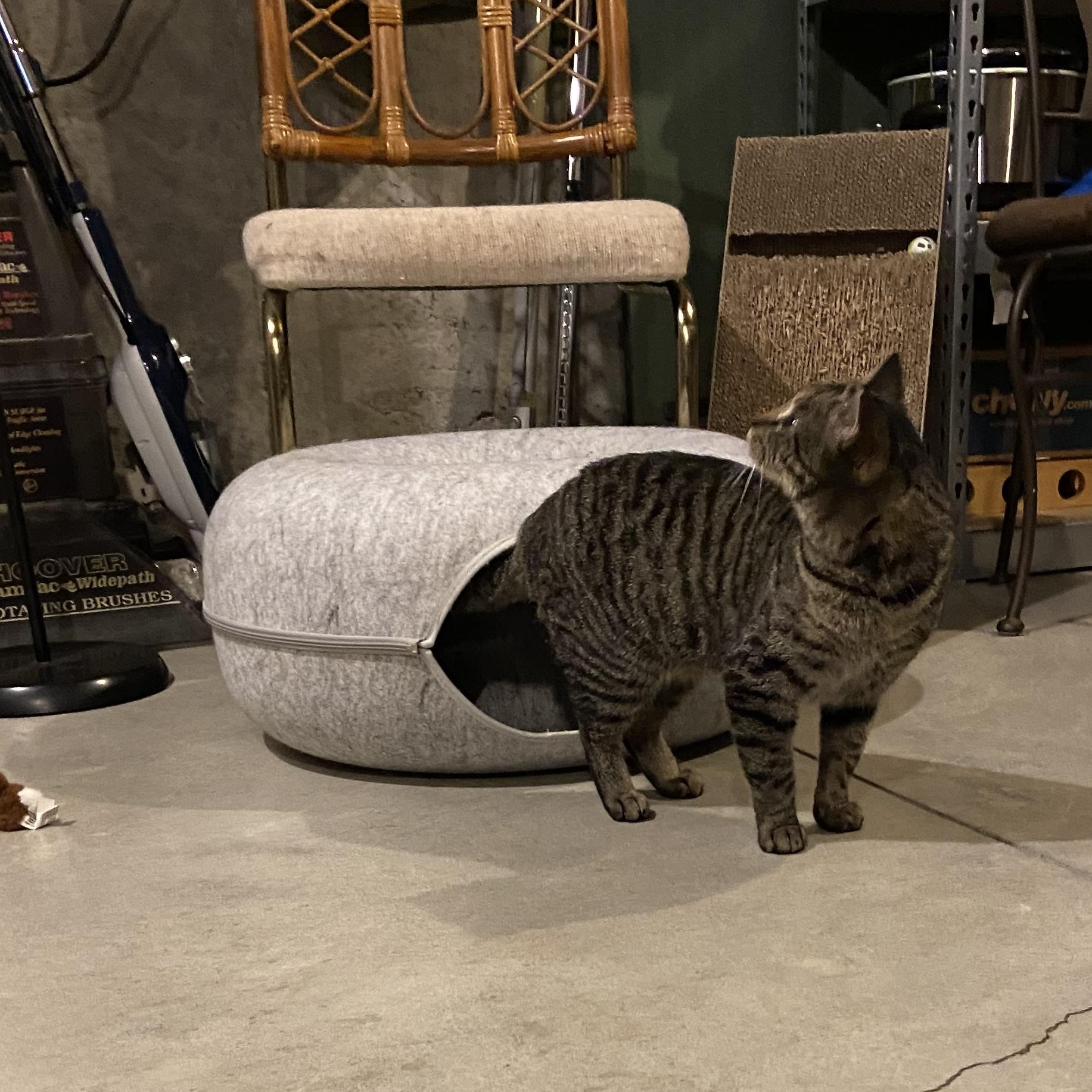 Enlarge Salma, an adoptable Tabby in Shawnee, KS image 2/3