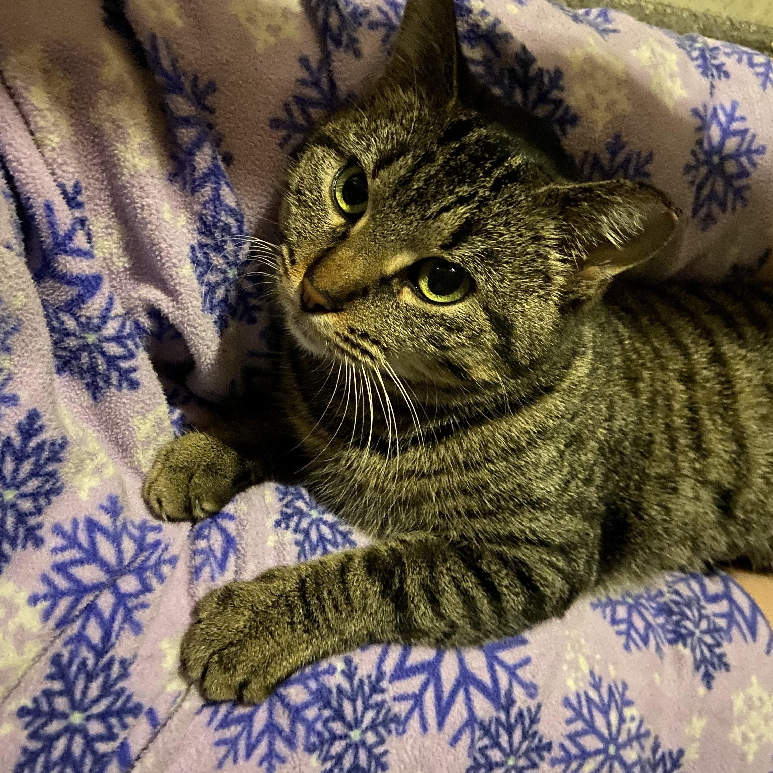 Salma, adoptable, Young Female Tabby.