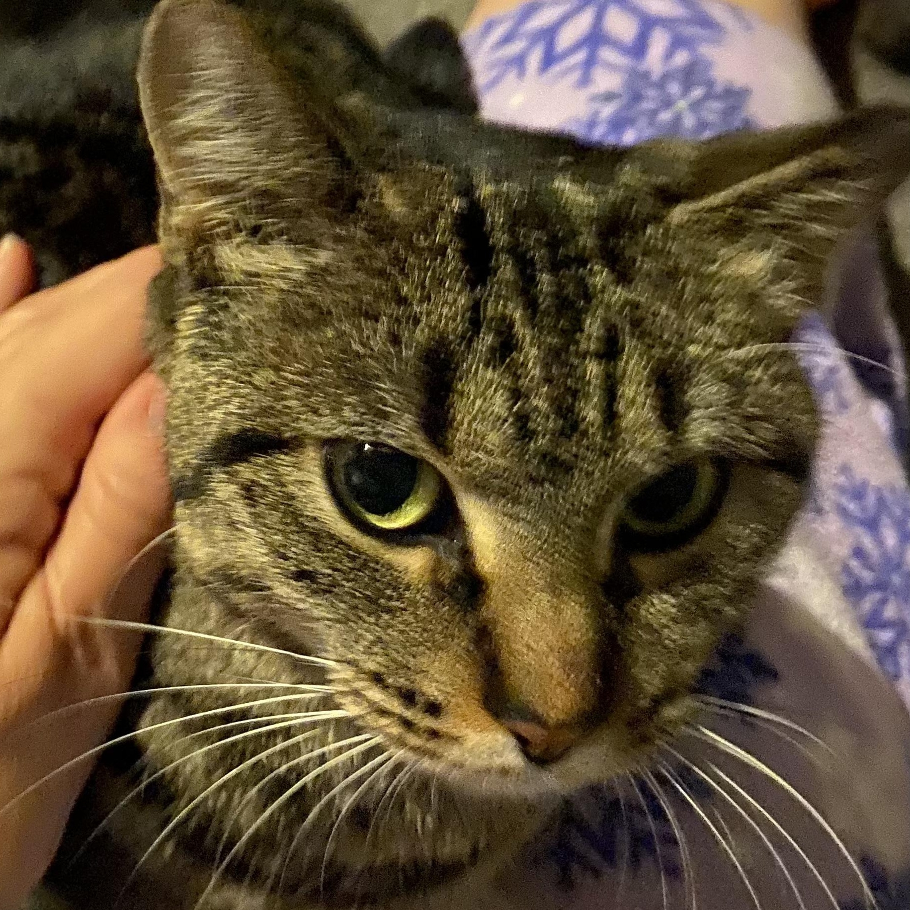 Enlarge Salma, an adoptable Tabby in Shawnee, KS image 3/3