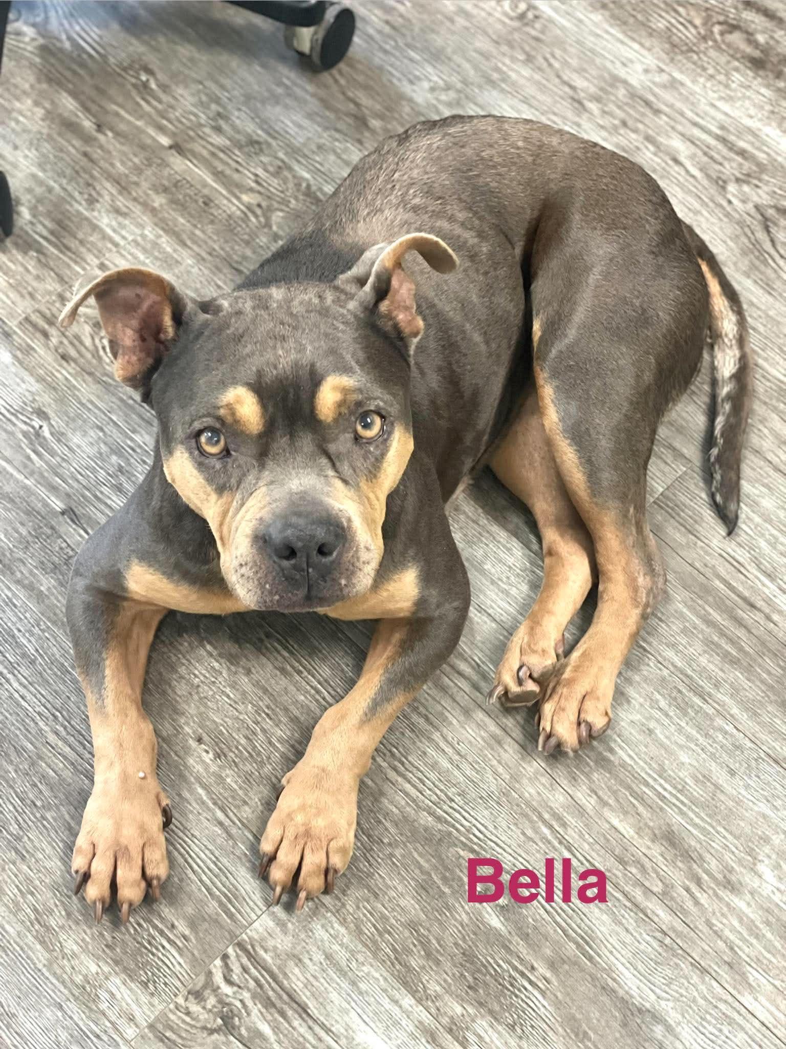 BELLA, a ADOPTABLE mixed breed in Madisonville, LA image 1/4