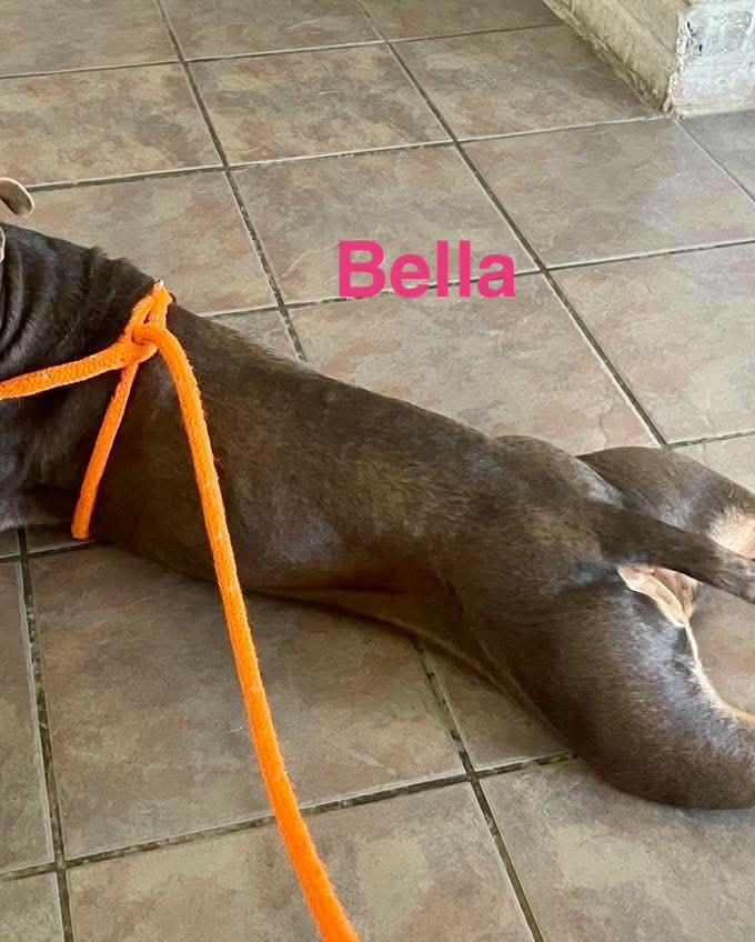 BELLA, a ADOPTABLE mixed breed in Madisonville, LA image 4/4