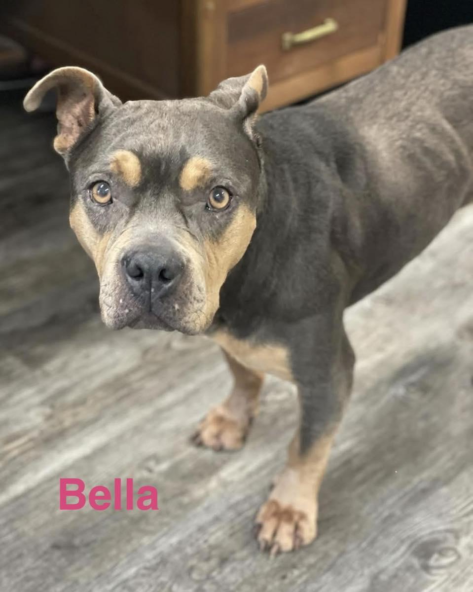 BELLA, a ADOPTABLE mixed breed in Madisonville, LA image 2/4
