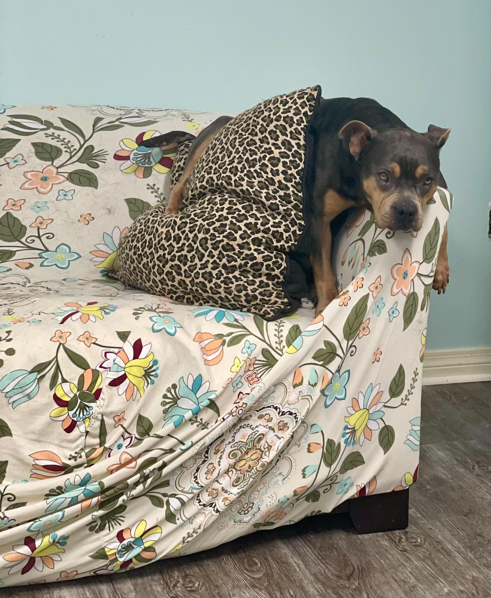 BELLA, a ADOPTABLE mixed breed in Madisonville, LA image 3/4