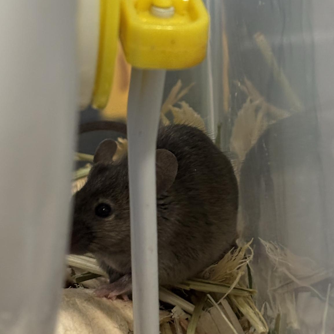 Enlarge Jackie, a Adoptable Mouse in Minneapolis, MN image 2/2