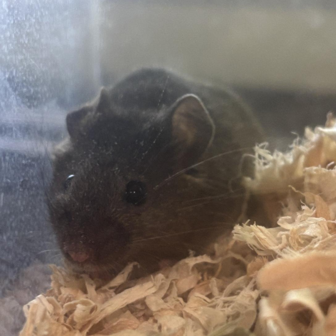 Enlarge Jackie, a Adoptable Mouse in Minneapolis, MN image 1/2